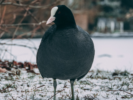 Coot striking a pose for the camera in a snowy parkの写真素材