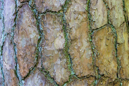 Bark from a tree in the Zeister Bosの写真素材