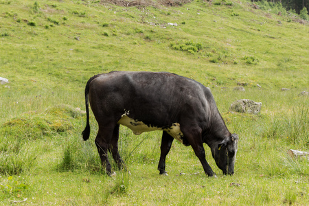 Black brown bull grazing the green grass in the Austrian Alps of Nature reserve Klein Solkの写真素材