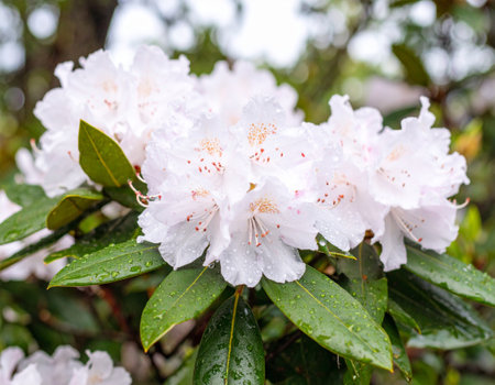 White rhododendron flowers with raindrops on green leavesの素材