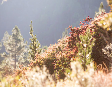 Autumn landscape in the mountains. Colorful foliage in the mountains.の素材