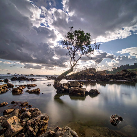 Lonely tree on the rocks in the sea under dramatic skyの素材