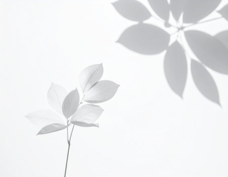 Leaf shadow on white wall. Abstract nature background. Shadow of leaf on white wall.の素材