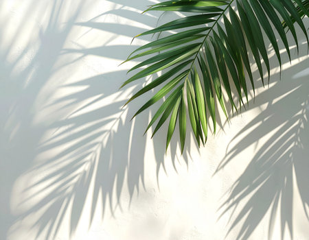Tropical palm leaf on white background with shadow of palm treeの素材