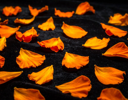 Orange petals on a black background. Shallow depth of field.の素材