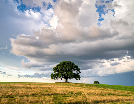 Lonely tree on a meadow with clouds in the skyの素材