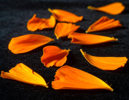 Orange petals of zinnia flower on black background. Shallow dof.の素材