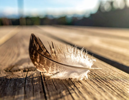 Feather on a wooden table in the sun. Shallow depth of fieldの素材