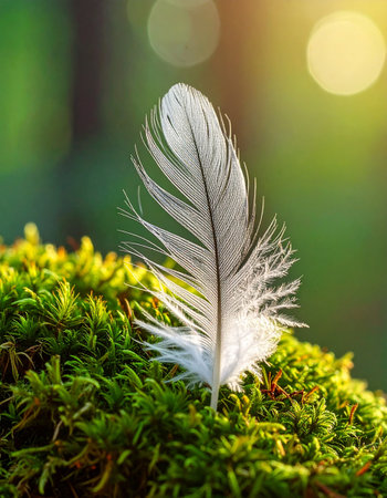 White feather on green moss with bokeh background, soft focusの素材