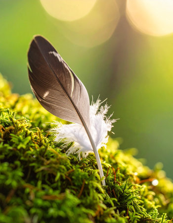 feather of a bird on a green moss with bokeh backgroundの素材