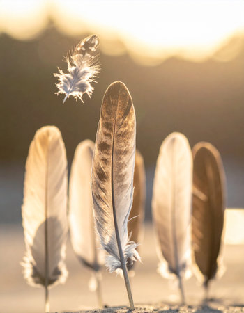 feathers of a bird on a background of the setting sunの素材