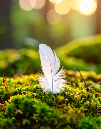 White feather on green moss with bokeh background, soft focusの素材