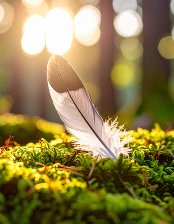 feather of a bird on green moss in the forest at sunsetの素材