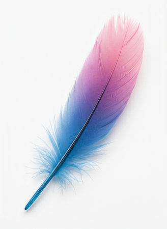 Colorful feather isolated on white background. Top view. Flat lay.の素材