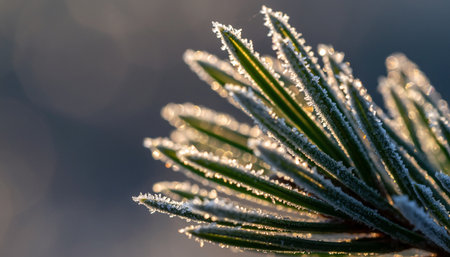Frost on a pine branch in the rays of the setting sunの素材