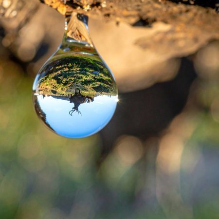 Reflection of a tree in a crystal ball, Lake Baikalの素材