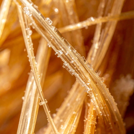 Macro image of a dry grass. Macro photography of nature.の素材