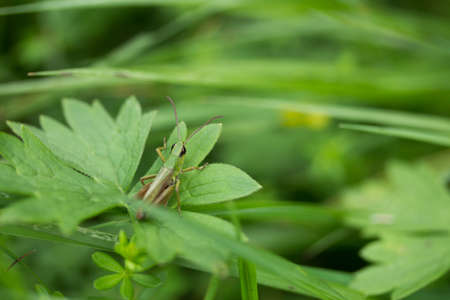 cricketの写真素材