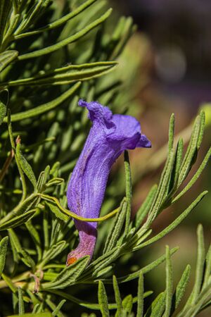 A flower from a Jacaranda tree lying in some bushesの写真素材
