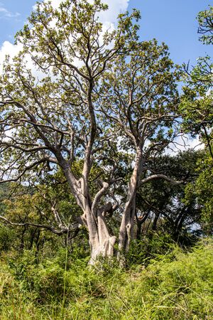 A tall tree in the Magaliesbergの写真素材