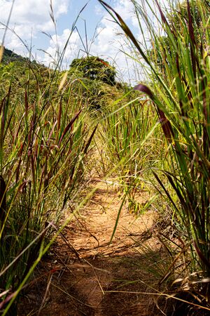 Walking through long grassの写真素材