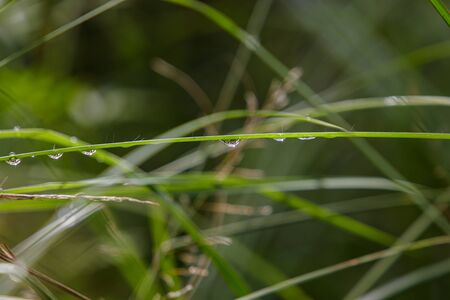 A wet blade of grassの写真素材