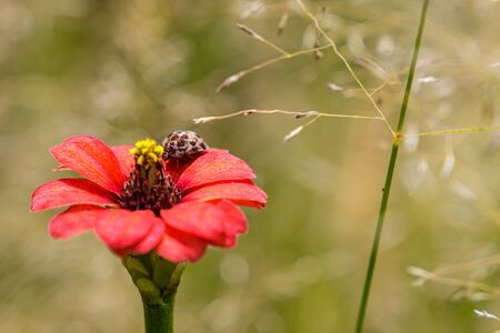 A flower with a bugの写真素材