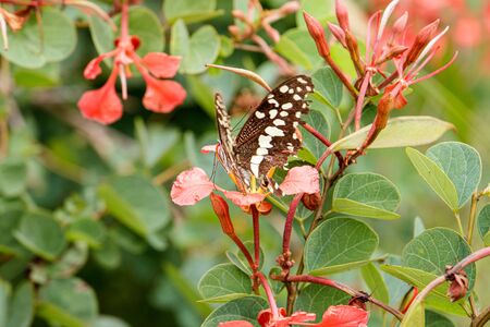 A butterfly pollinating a flowerの写真素材