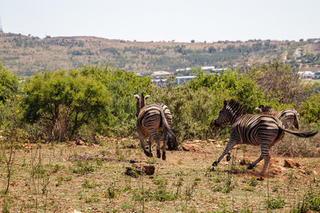 Wild zebras in the Groenkloof Nature Reserve, Pretoria, South Africaの写真素材