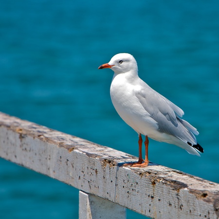 Seagull perched on a railingの写真素材