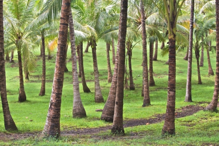 Tropical Palm Grove Vacation Islandの写真素材