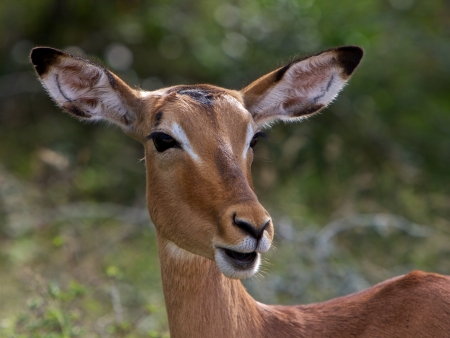 Impala in South Africaの写真素材