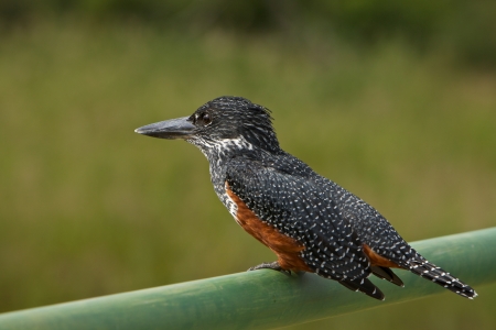 Giant Kingfisher の写真素材