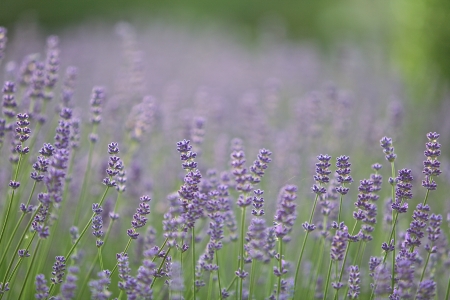 Lavender Flowers in a sunny parkの写真素材