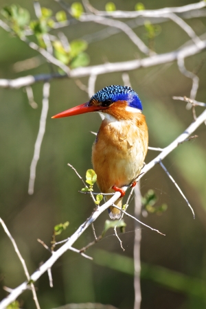 Malachite Kingfisher sitting on a branchの写真素材