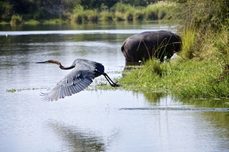 Goliath heron flying in the Kruger National Park, South Africaの写真素材