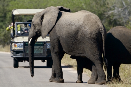 Elephant crossing the road with tourist on a tour, Africaの写真素材