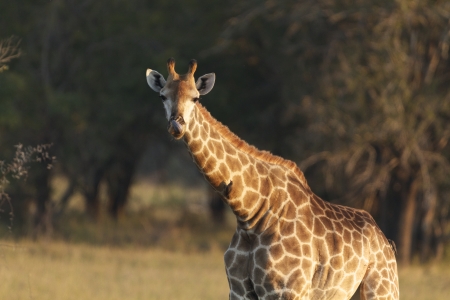Giraffe, Kruger National Park, South Africaの写真素材