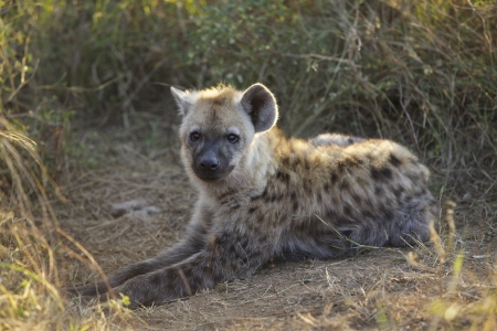 Spotted Hyaena cub near Skukuza in the Kruger National Park, South Africaの写真素材