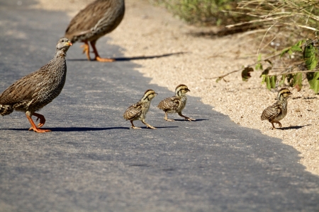 Natal Francolin  Natalse Fisant  near Lower Sabie Kruger National Parkの写真素材