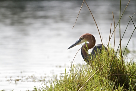 Goliath Heron at Lake Panic in the Kruger National Park, South Africaの写真素材