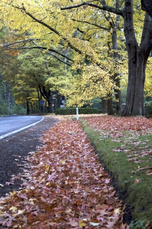Beautiful fall trees with road drive, forrestの写真素材