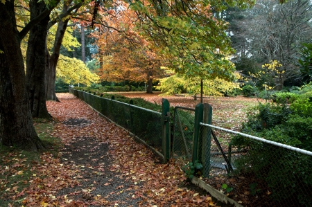 Autumn leaves in the countrysideの写真素材