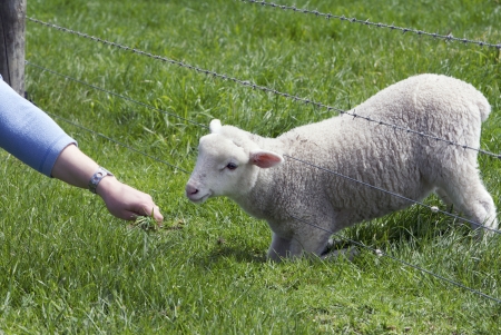 Cute young baby lambs in a fieldの写真素材