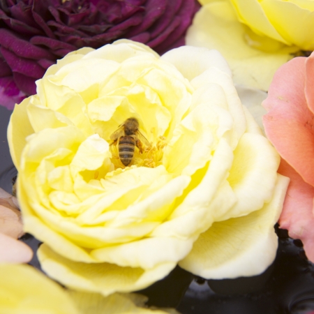 Beautiful roses, top View with a bee insideの写真素材