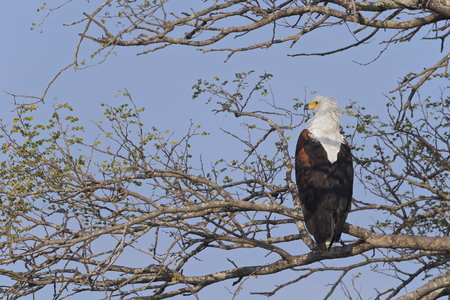 African Fish Eagle, Haliaeetus vocifer in a tree in the Kruger National Park, game reserve, South Africaの写真素材