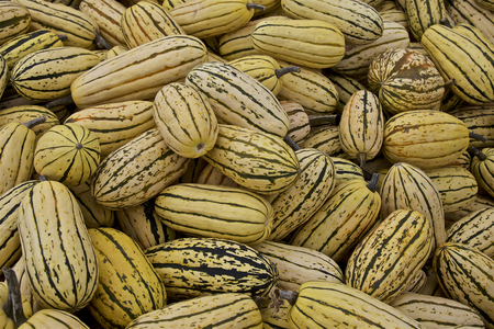 Stripped pumpkins in Fall, farming in United States Americaの写真素材