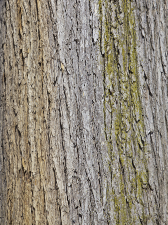 Textured tree bark, backgroundの写真素材