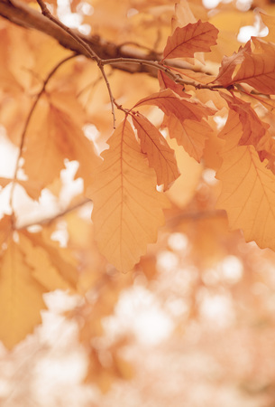 Leaves on a sunny morning, Fall seasonの写真素材