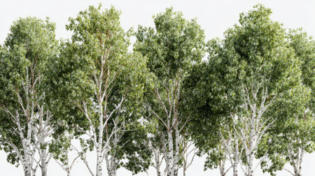 Modern 3D render of birch trees, green leafy canopy, transparent background, natural realism, landscape design visualization elementの素材